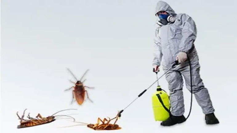 Termite Control Services and Pest Control Exterminators