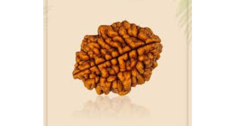 2 Mukhi Rudraksha – Everything You Need To Know