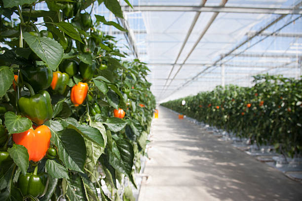 How to Choose the Right Soil and Climate for Capsicum Cultivation?