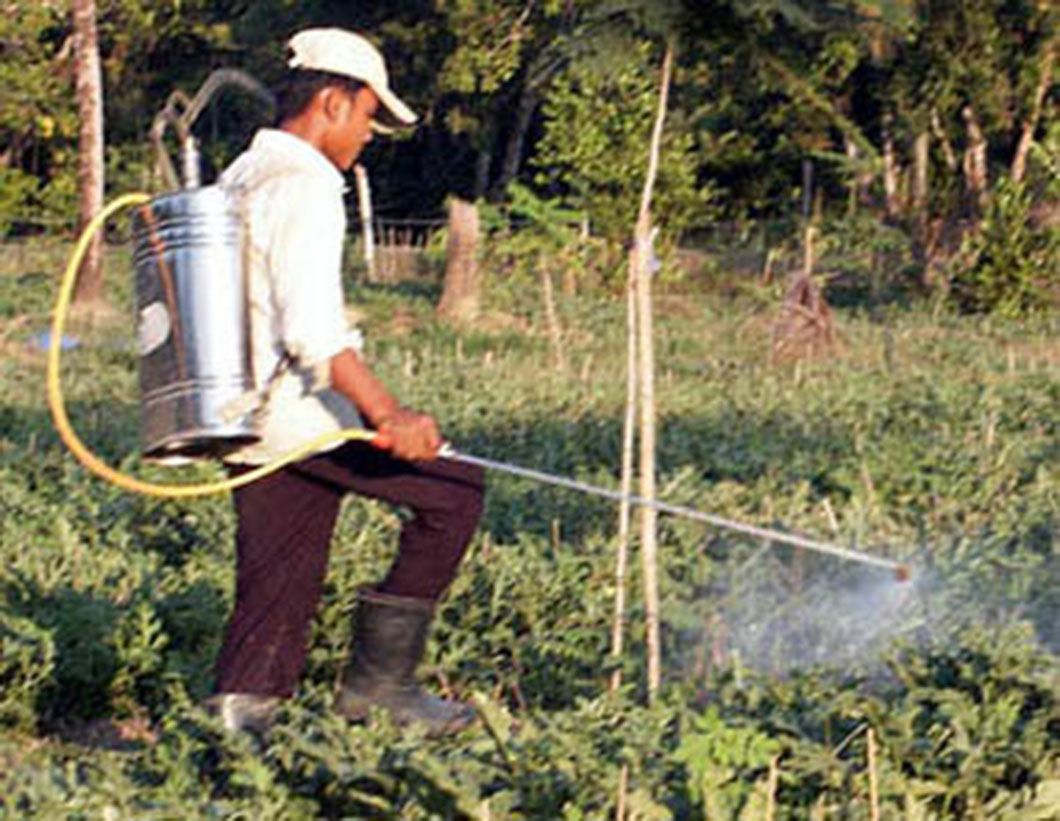 Pesticide Control Services and Guide Pest Control Service