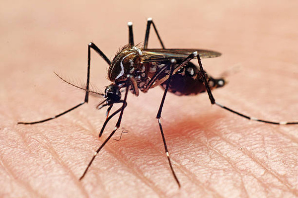 WHAT IS DENGUE FEVER?