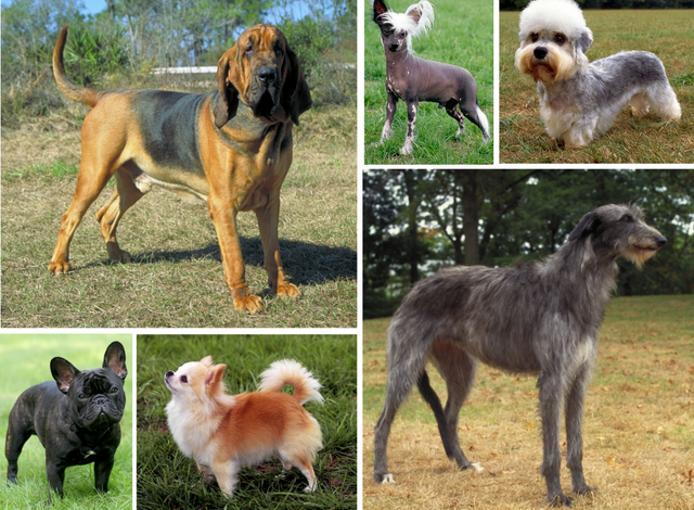 The Complete List of Dog Breeds