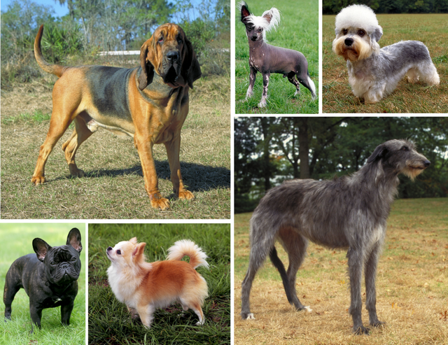 The Complete List of Dog Breeds