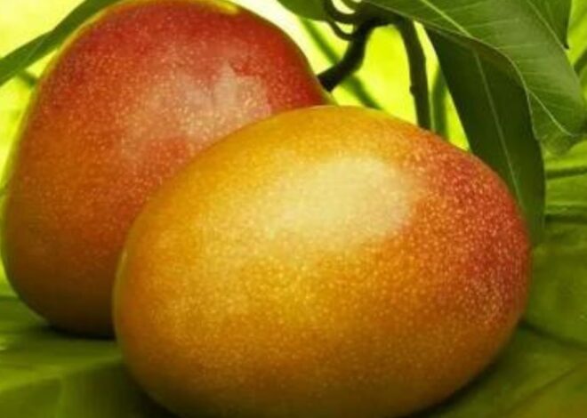 Factors Influencing Fresh Mangoes Price in Pakistan