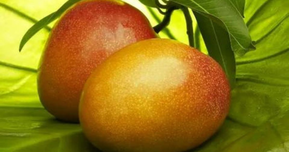 Factors Influencing Fresh Mangoes Price in Pakistan