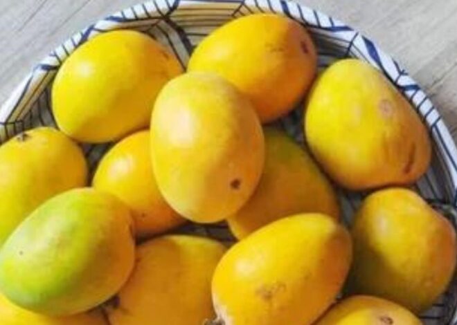 Comparing Mango Price in Pakistan 2024: Which Vendors Offer the Best Deals?