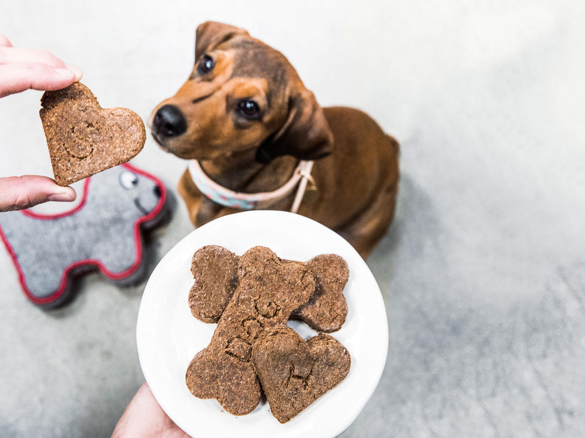 How to Choose the Best Treats for Training Your Dog