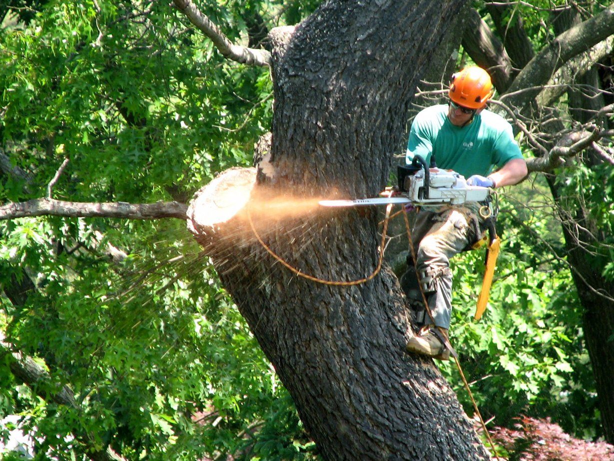 Expert Southend On Sea Tree Surgeon Services for Your Garden