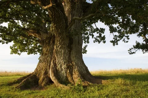 Reliable Plymouth Tree Surgeons for Safe and Efficient Tree Removal