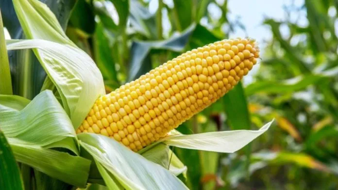 A Brief Guide To Maize Farming In India