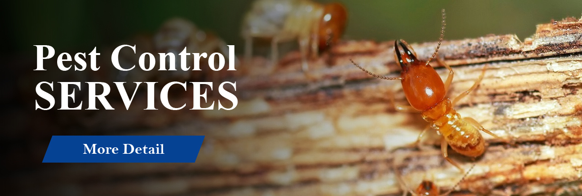 Effective Pest Control Services in Lahore: Your Guide to Termite Treatment