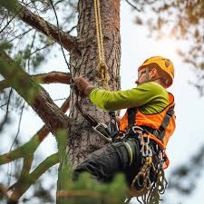 Tree Trimming: Essential Tips for a Healthier Landscape