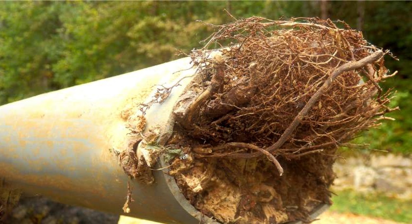 Professional Solutions for Tree Root Ingress Braintree