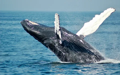 Whale Watching UK: Your Guide to How, When, and Where